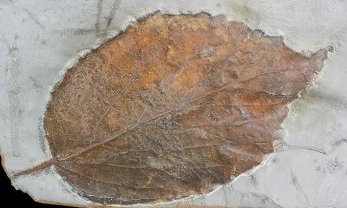 Fossil Leaf (Beringiaphyllum) - Montana #71511